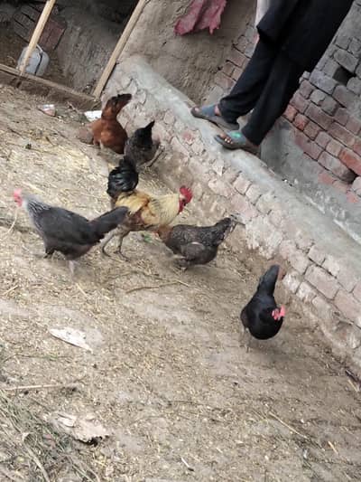 golden musri eggs laying set sale