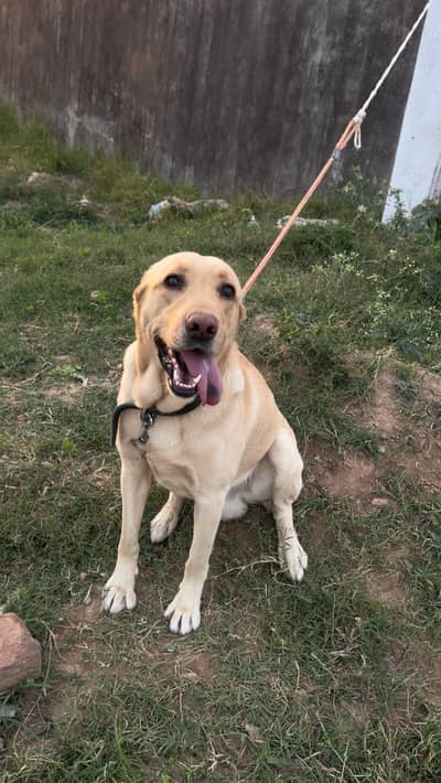 male baritish labador