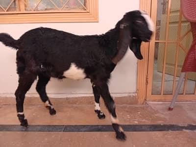 Beetal Bakri path. Totaa face chiptay seeng  (03168333128)