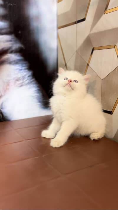 Cash on delivery Persian punch face kitten available