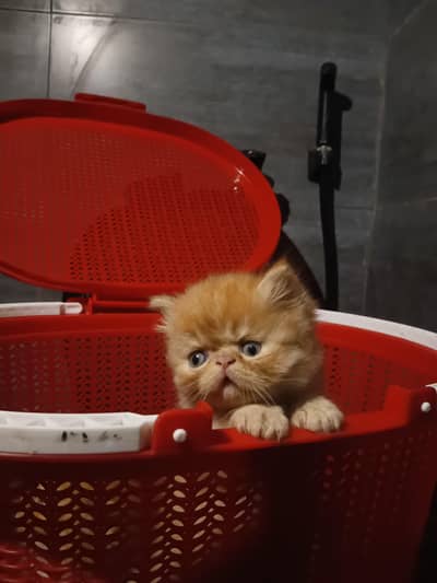 Persian kitten male