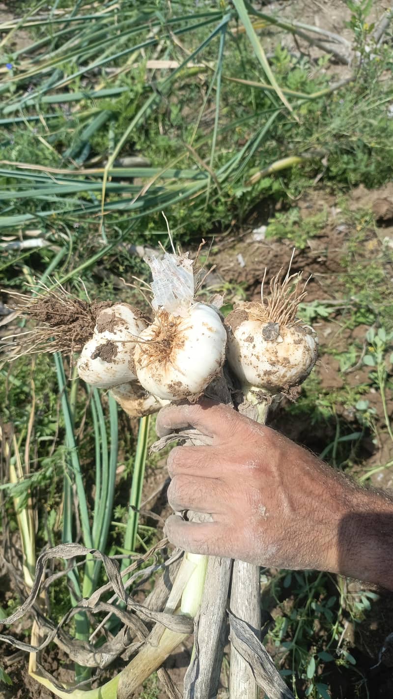 لہسن/ اوگہ 0