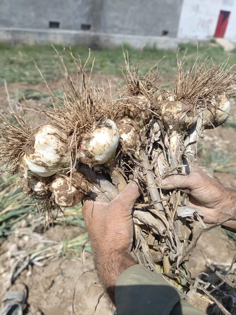 لہسن/ اوگہ 3