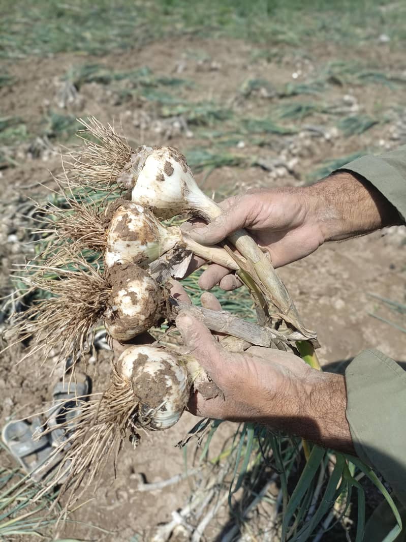 لہسن/ اوگہ 7