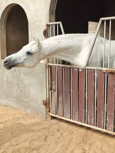 Arabic hourse | pedigree hourse | ghory for sale