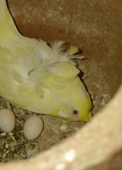 Creameno Hogoromo Breeder Pair with eggs