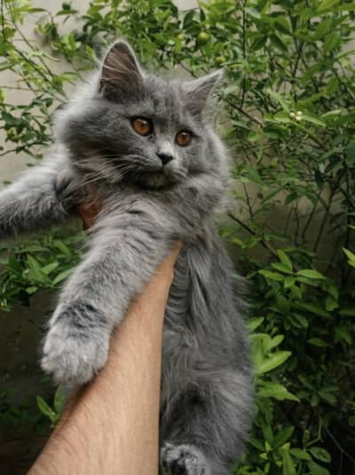 persian kitten triple coat for sale