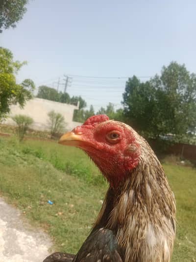 beautiful bird and good looking