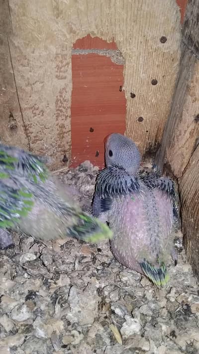 Ringneck chiks for sale.