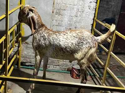makhi chena male |qurbani 2026 | bakray for sale |  white Desi Goats