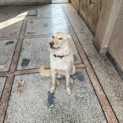 Golden Retriever Labrador Mix (Goldador) For Adoption