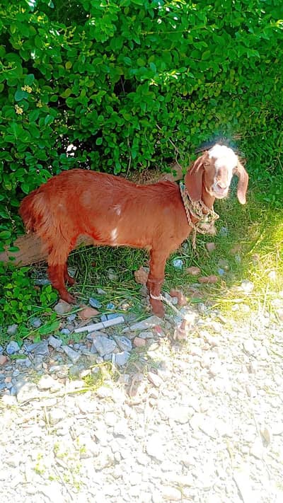 bakri ko sel karna hai baccha bhi Sath hai