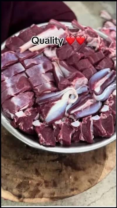 qasie janyar ziba karya katta waccha or bakra