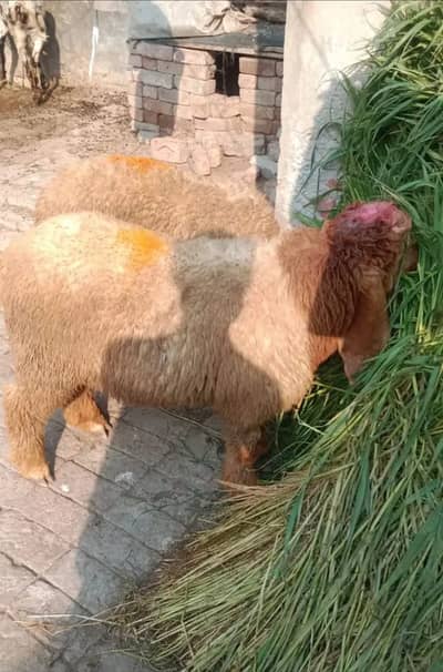 Desi chatra 03204627322