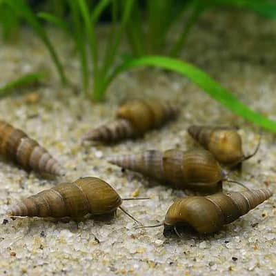 snails 