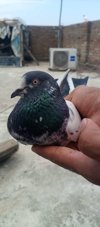 the best  pair high quality