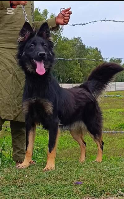 Belgium shepherd female 5 months for sale