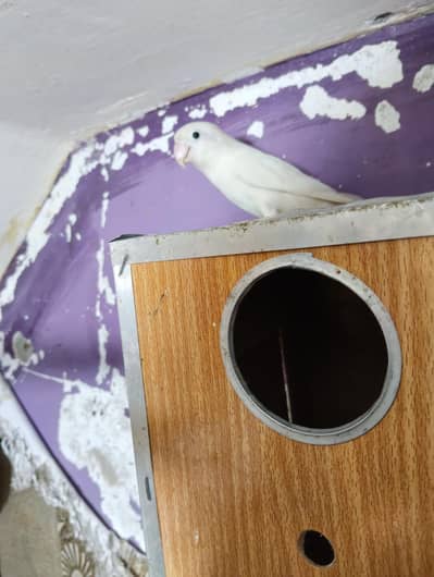 lovebirds for sale albino black eyes