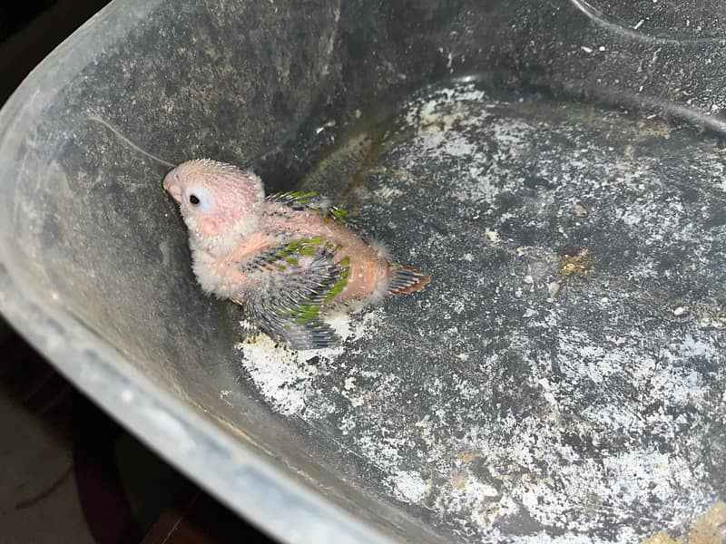 pineapple conure chick 0