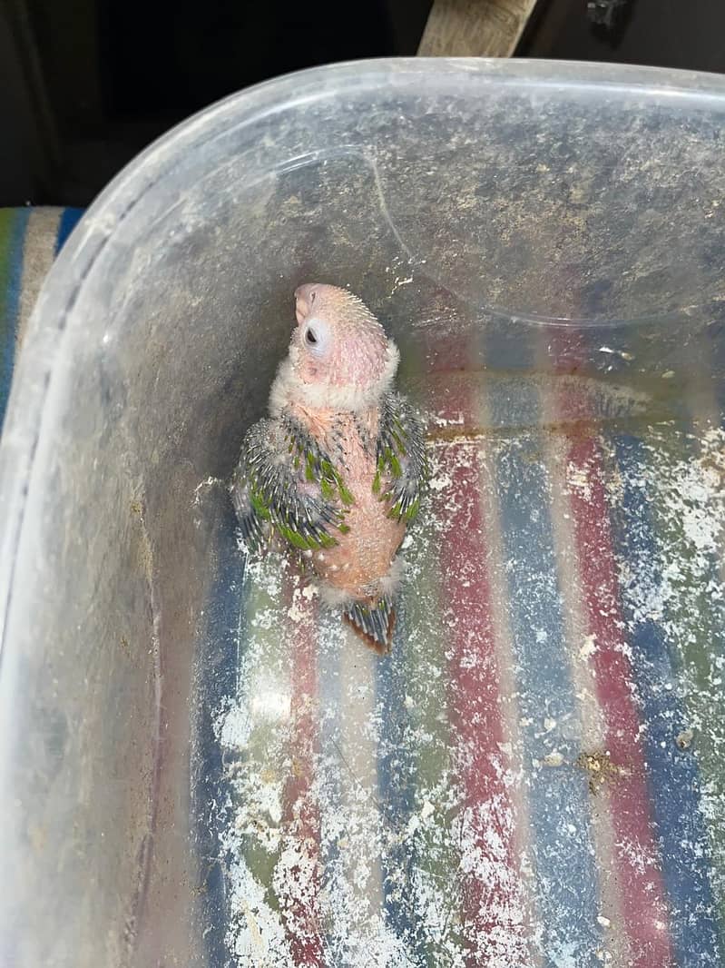 pineapple conure chick 1