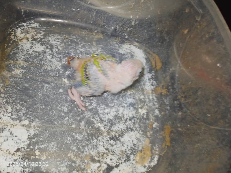 pineapple conure chick 2
