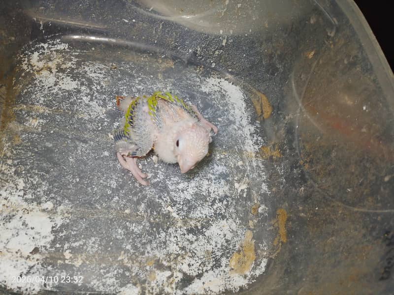 pineapple conure chick 3