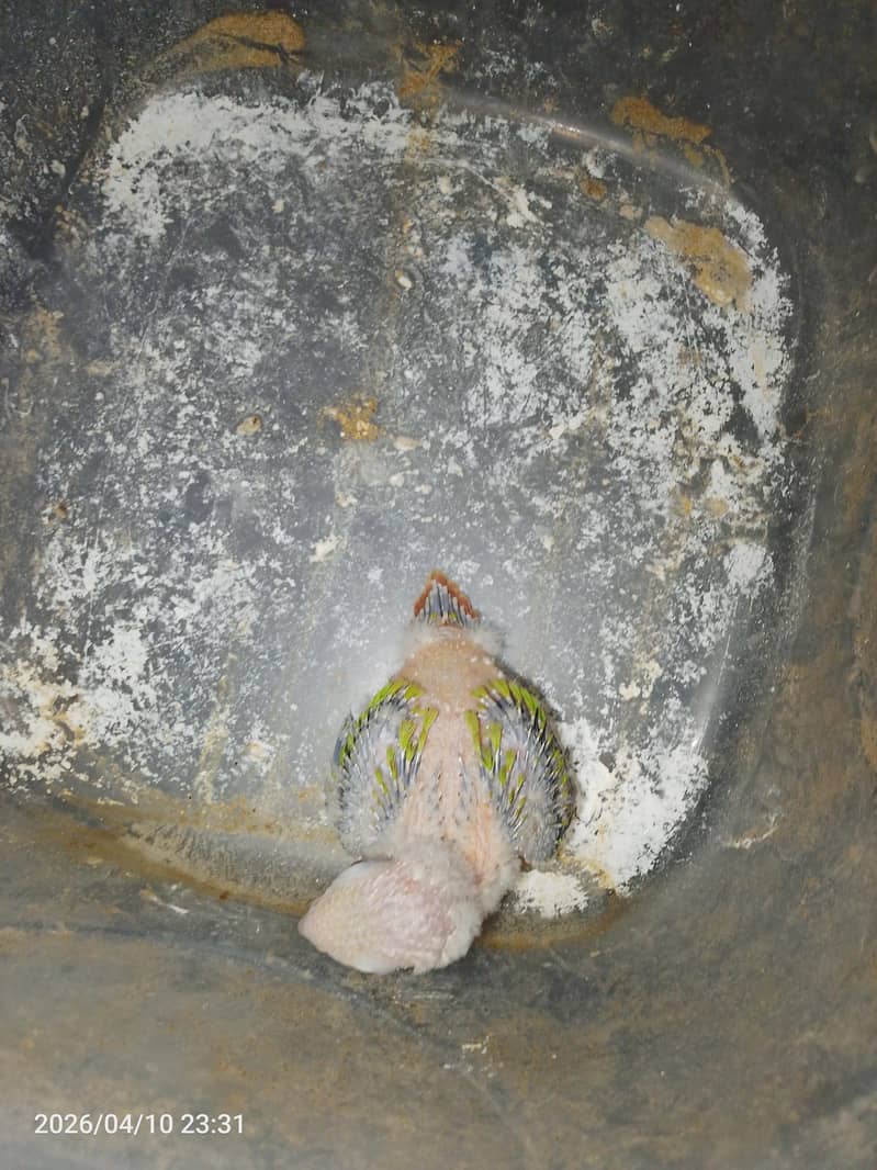 pineapple conure chick 4