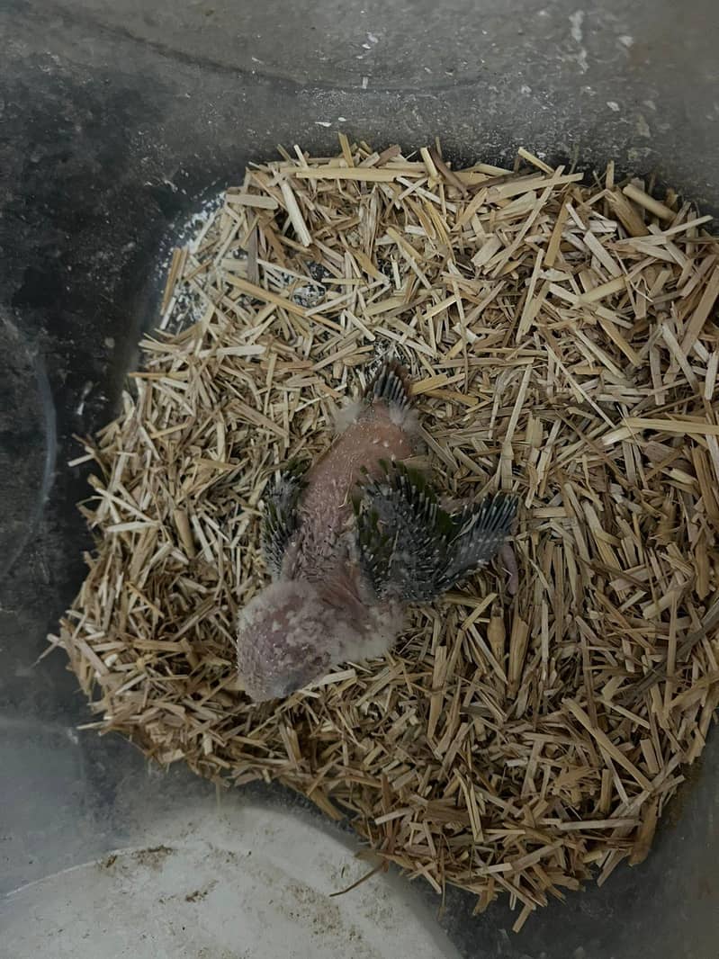 pineapple conure chick 5