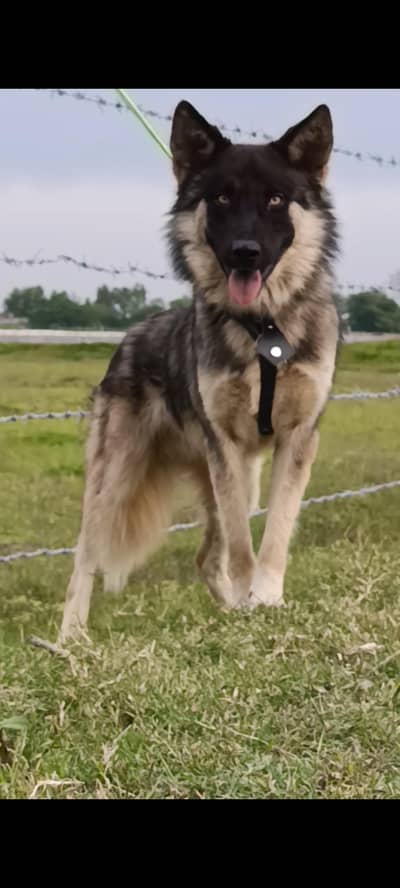 Alsatian mail 9 months are sale