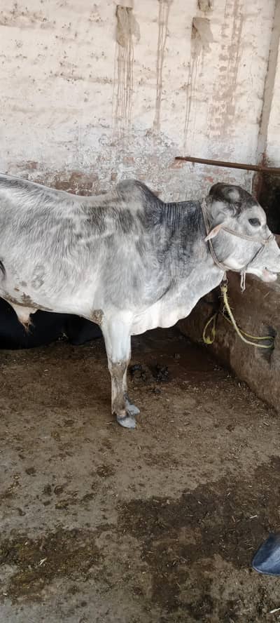 2 whechy dondy Ready for Qurbani 2026