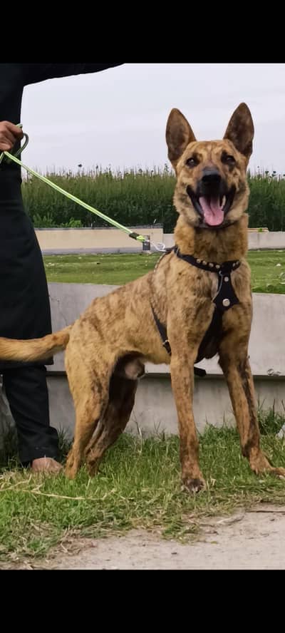 Alsatian mail 8 months for sale