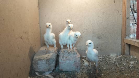 Hera Chicks | Aseel Hera | White Hera Chciks | Paper White chicks