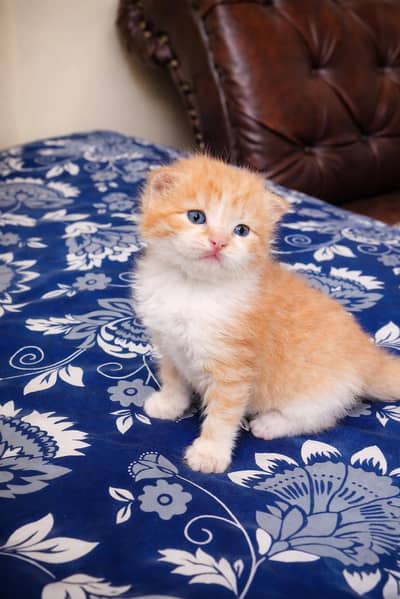Adorable Turkish Angora × Persian Female Kitten Available