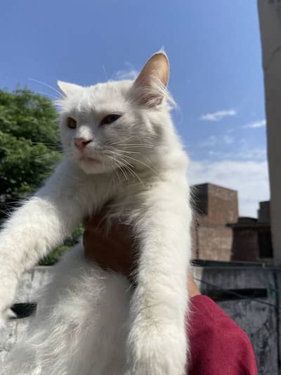 White male and female pair for sale