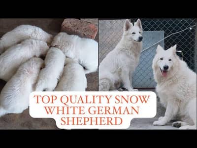 White German shepherd