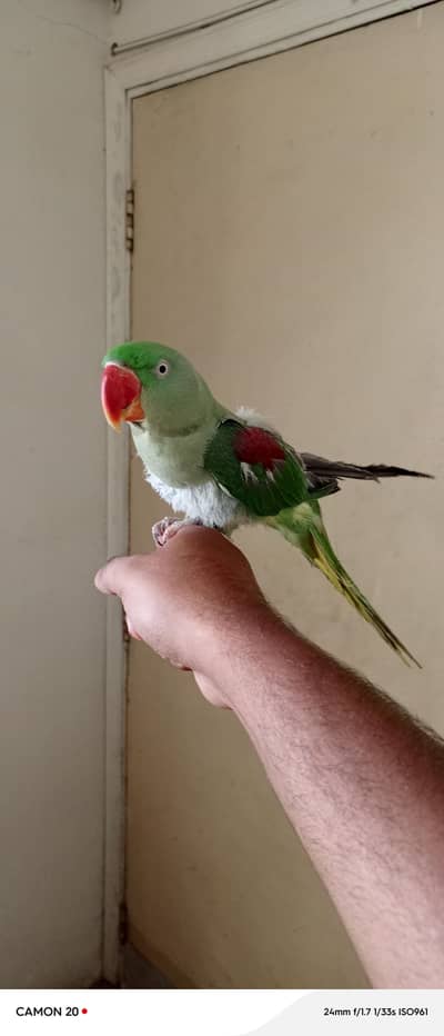 Raw Parrot Female For Sell