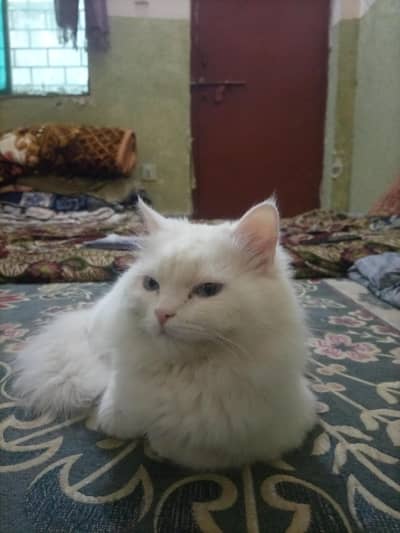 Friendly Pet Cat Available Now 