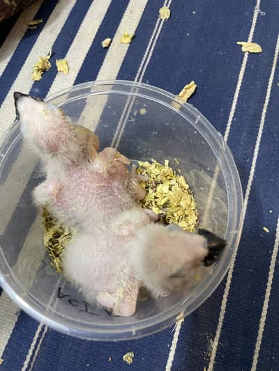 African grey mother fed chicks