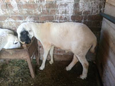 Mundra chatra for sale healthy and active