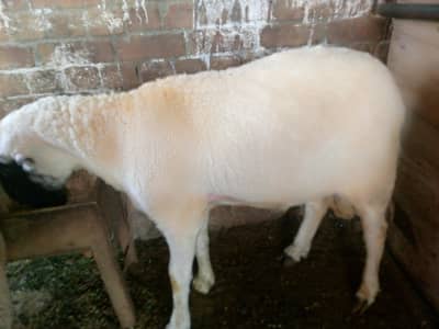 Mundra chatra for sale healthy and active