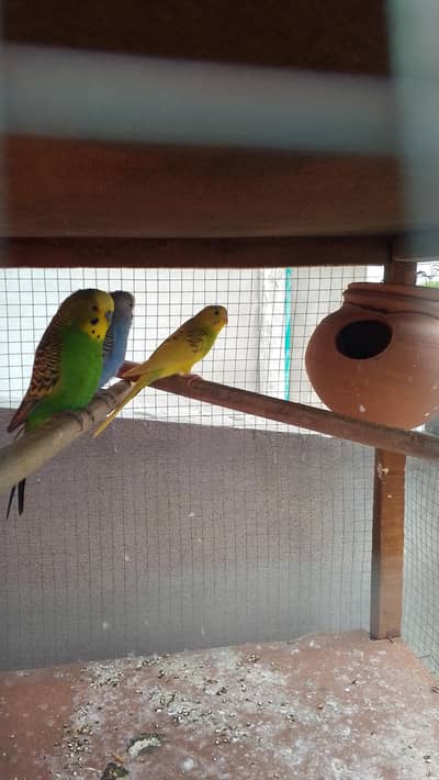 Sale Sale Sale 500 Pair