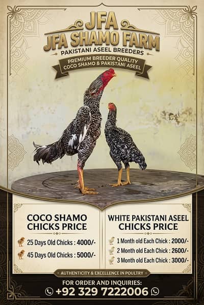 white aseel | heera aseel | shamo | coco shamo | aseel shamo chicks