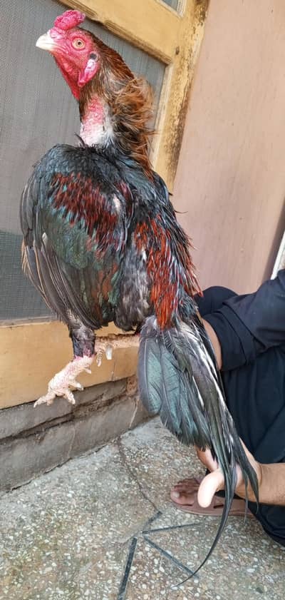 aseel murga amroha 03498200770