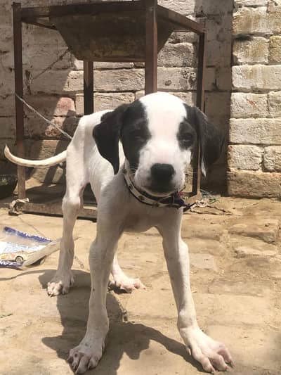 bully puppy pure breed hai gurreente wali