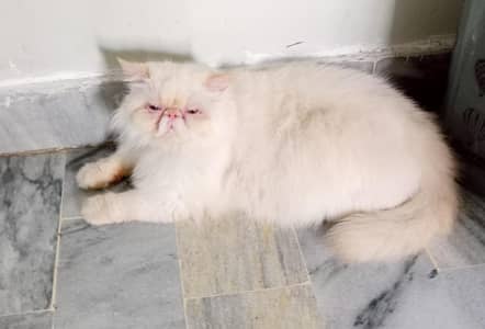 Peki Face Female Persian Cat