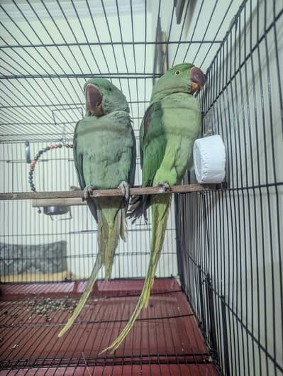 Alexandrine Parrot