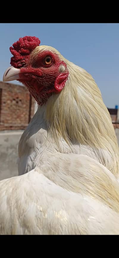 pepper whit pair  full healthy and active ready to breed and fg.