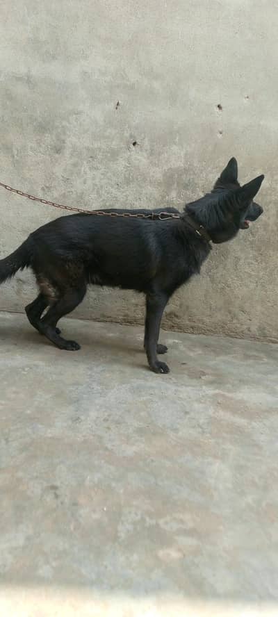 black shepherd 2 code age 18 months