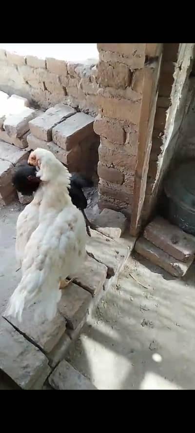 Hira female with Chicks