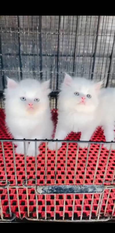 Quality Persian Punch face cat & kitten is 03233614642 WhatsApp